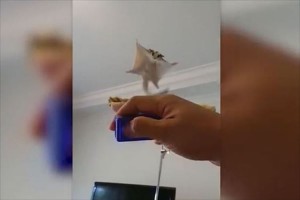 【動画】7匹のフクロモモンガが連続ジャンプ！6匹目まで成功も最後の1匹がフリーズ！？