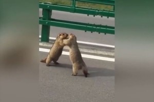 【動画】2匹のリスが路上でつかみ合いの大ゲンカ！緊迫の攻防の結果は…