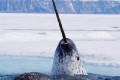 【動画】「海のユニコーン」と言われるイッカク…牙の新たな機能が解明される!