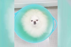 まるで“綿アメ”のよう…フワフワでとろける!?ワンちゃん 一体どうなってるの？と思ったら…