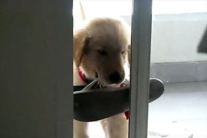 「こまったワン…」くわえたサンダルが引っかかって家に入れず、何度もトライ!!