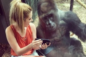 「人間同士のカップルみたい」女性と一緒にスマホで動画を視聴するゴリラが微笑ましい♪