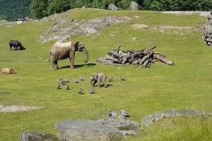 「なんてカワイイの!!」ゾウの赤ちゃんが鳥を夢中で追いかけ→すってんころりん…そして親のもとへ