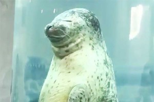 昇天してってる〜？眠りながら水槽を上る"アザラシ"に癒やされると話題に！