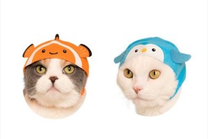 なんだかジワる…水族館の人気者をモチーフにした猫のかぶりものが発売！