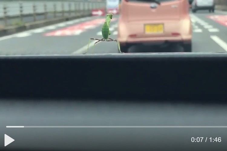 ドライブのお供にノリノリのカマキリがめっちゃかわいい!