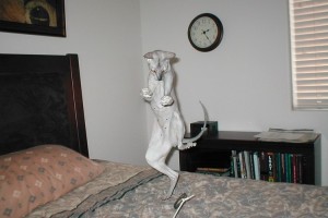 やっぱり猫が好き！可愛すぎる猫たちの面白ポーズ10選！