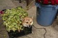 「絶対に立ち退かないぞ!」と無言の抗議を行うワンちゃんが可愛すぎる!