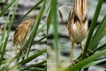 夏に見られる鳥”ヨシゴイ”の首の伸縮率が半端なさすぎる!