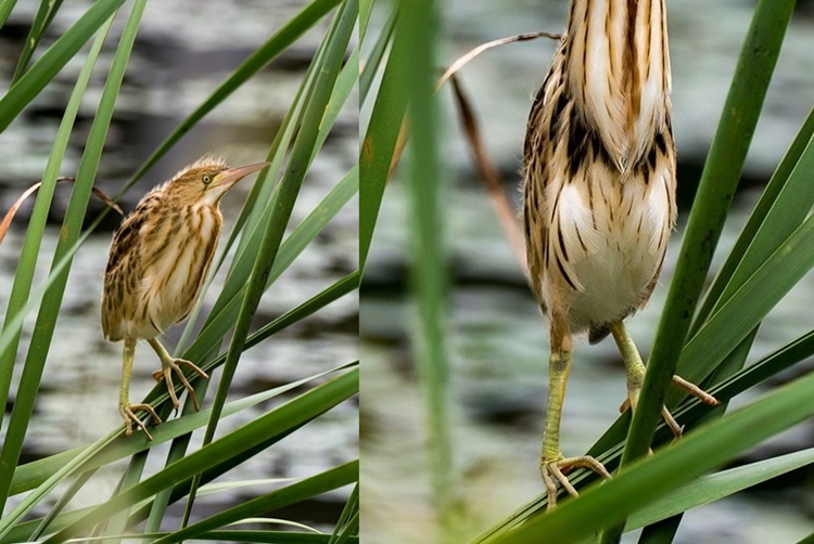 夏に見られる鳥”ヨシゴイ”の首の伸縮率が半端なさすぎる！