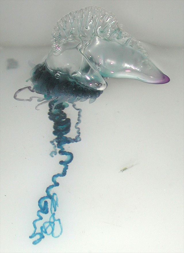 Portuguese_Man-O-War_(Physalia_physalis)_R