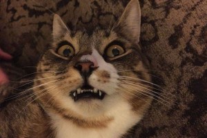 めちゃくちゃ顔ひきつってるやん！自撮りが苦手な8匹の猫ちゃんたち