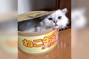 めちゃんこ可愛い～！大きな『ねこ缶』の中に入っている正体に胸キュン！