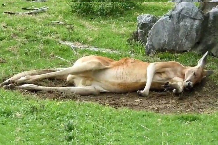 完全にオッサンじゃん!10分近く粘って撮れたカンガルーのアクションに爆笑!