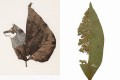 立体的なバイオリンや人の表情までも表現!葉っぱを使った切り絵作品が海外で話題に