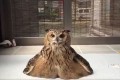 「スライムみたい」ひなたぼっこしてくつろぐフクロウの不思議なフォルムが話題に！