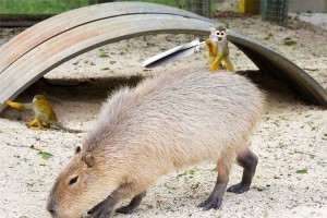 鳥の羽を持ってポーズをキメるリスザルが"神獣を従える勇者"のようだ！しかし、その後…