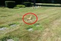 【動画】旅立った愛犬のお墓の位置に愛犬の姿が!?近づいてみると…