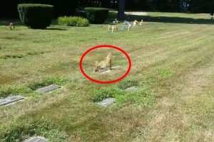 【動画】旅立った愛犬のお墓の位置に愛犬の姿が！？近づいてみると…