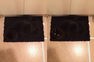 「危ないから、そこに居るのだけはやめてよぉ…」マットと完全に同化したニャンコが話題に！