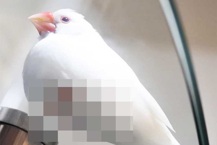 「この形、見覚えがある…」文鳥の裏側が家庭にある“アレ”に似ていると話題に！