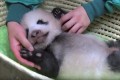【動画】ころころ…むにゃむにゃ…身体測定時のパンダの赤ちゃんが可愛すぎる♪