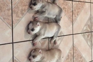 少しずつ色が薄くなっていく…ハスキーのお母さんが出産中にインク切れになった！？