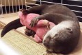 ぬいぐるみをぎゅーしながら眠り落ちるカワウソが超可愛いと話題!