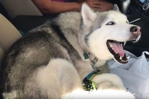 「この席が好きなんだワン！」助手席から決してはなれない頑固なワンコの抵抗