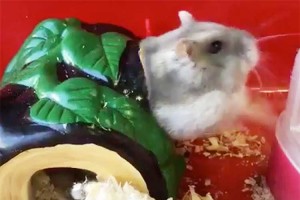 どうなった？ハムスターが穴を通る瞬間の変貌した姿が衝撃的だと話題に！