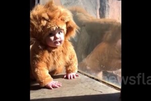 【動画】ライオンのコスプレを着た赤ちゃんに興味津々のライオン→お茶目なアクションを敢行