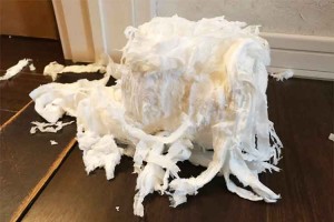 これは芸術！でも一体誰が？朝起きたら家の中にできていた謎のオブジェ。その作者は…