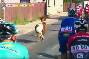 【動画】自転車レースに乱入したポニーがライダーと同化…たてがみを振り乱して爆走！