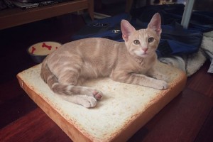 しっぽと足が一体化している！？1枚の画像が話題に…どこまでがしっぽなんだ？