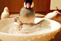そこかよ!水浴び中の文鳥の上に文鳥が…急な飛来に驚く顔が凄いと話題。