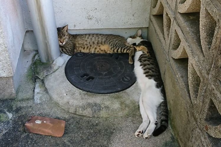 近所の野良猫が“テトリス”を彷彿とさせる形で寝ていた…ブロックに見えてくる不思議