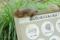 「休んでいるリスもいるよ！」動物園の解説板に力を貸すリスが可愛すぎ！