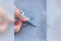 諦めない心に感動!心肺停止のトカゲに心臓マッサージをし続け奇跡の復活