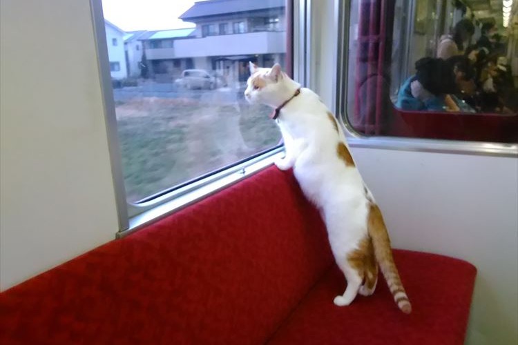 日本初!子猫たちと列車の旅ができる「ねこカフェ列車」が1日限定で運転!