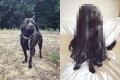 甲斐犬にウィッグを被せてみたら…めちゃくちゃ美人な洋犬になった!まるで犬の世界のプリンセス