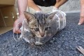 【感動】試行錯誤の9日間!奇跡の『子猫ちゃん救出劇』が話題に!