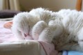 疲れたあなたに癒しをおすそわけ!必ず癒される猫ちゃんの寝姿をどうぞ