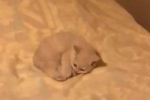 えっ！？幽霊？見えない誰かと遊ぶ猫ちゃん！でも結局かわいい。