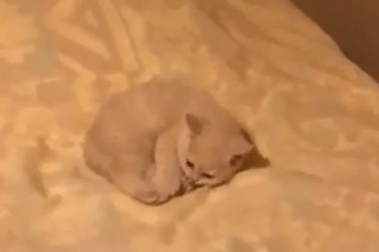 えっ！？幽霊？見えない誰かと遊ぶ猫ちゃん！でも結局かわいい。