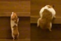 ハムスター界のクライマー現る！階段を1段ずつ必死に登る姿が可愛い！