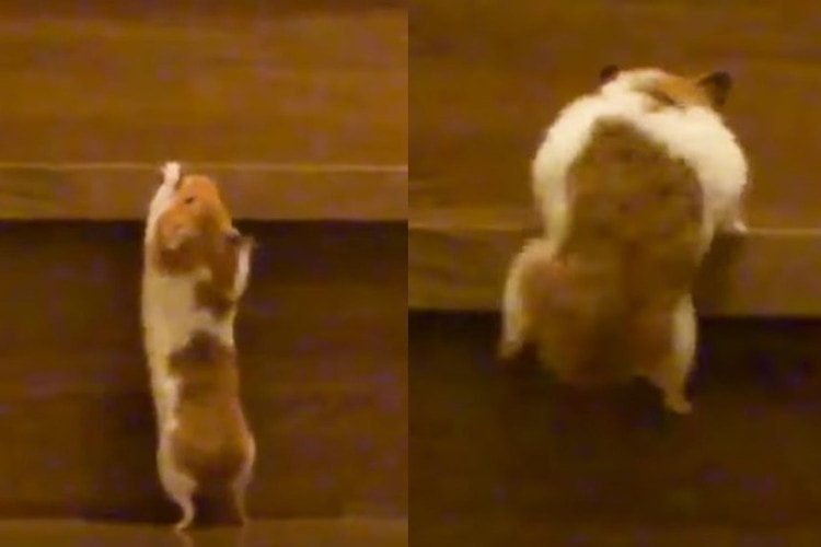 ハムスター界のクライマー現る！階段を1段ずつ必死に登る姿が可愛い！