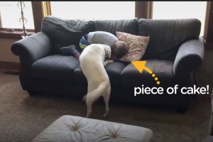 天才犬！かくれんぼをする犬と少年が可愛すぎる！