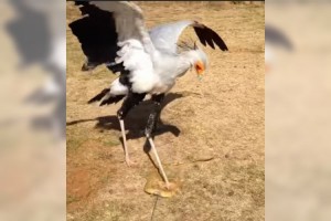 ヘビクイワシに"おもちゃのヘビ"を与えてみたら…踏みつけ方が凄まじかった！