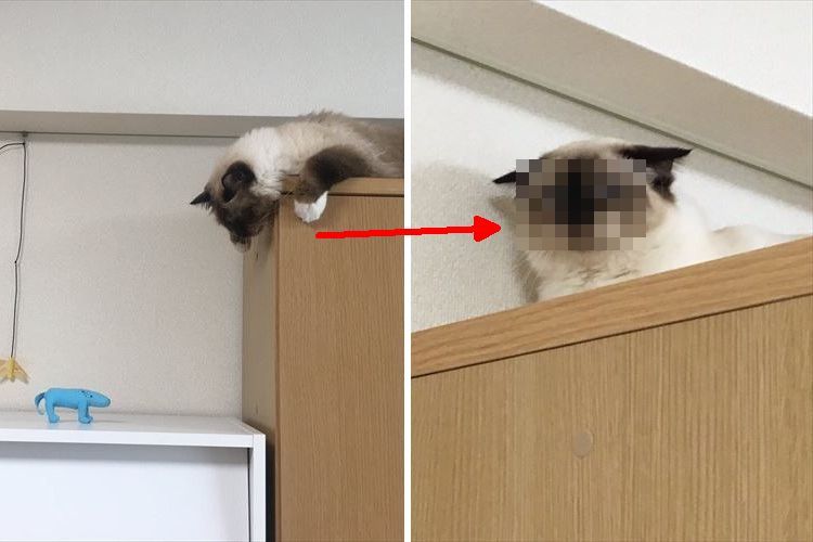 「なんか青いやつがいるよう…」困ってしまったニャンコの表情が可愛すぎ!