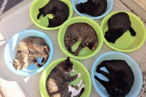 ここ、天国かよ…晴れた日の『猫干し』がニヤけるほど可愛い♡